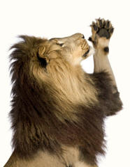 Mane and paw of a male Lion pathera leo
