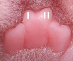 Newborn Kitten Paw Close-up Heel Pad Lobules Annotated