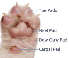 Limb pads of a domestic dog