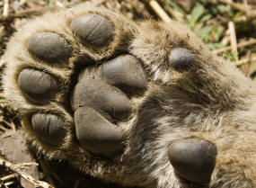 Paw of Lion panthera leo