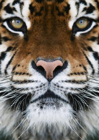 Tiger panthera tigris Head