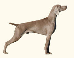 Weimaraner Dog Standing
