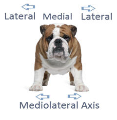 Bulldog Illustrating Anatomical Terms of Location Mediolateral Axis Annotated
