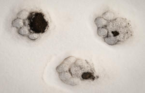 Cougar Tracks in Snow