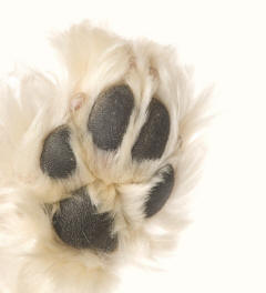 Feathered Paw