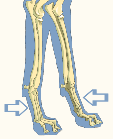 Metacarpal Region of Foreleg of a Domestic Dog