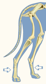 Metatarsals of Domestic Dog