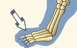 Middle Phalanges of Domestic Cat Forefoot