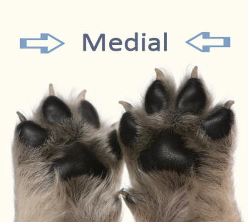 Pupppy Paws Illustrating Anatomical Terms of Location Medial