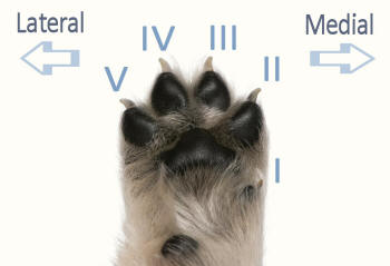 Puppy Paw Numbered Mediolateral Axis