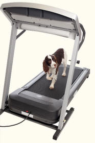 Springer Spaniel on Treadmill