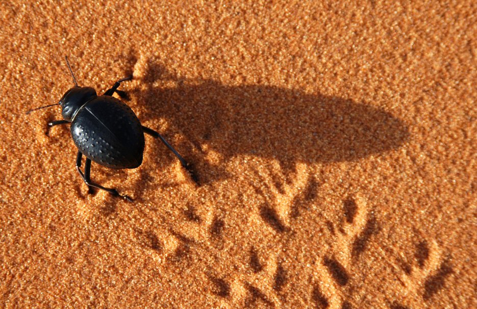 Beetle Trail in Saharan Sand