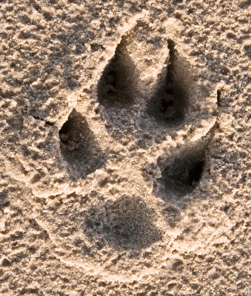 Canine Track on Beach
