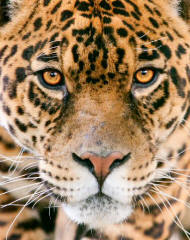Jaguar panthera onca Head