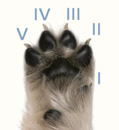 Paw of Puppy Annotated With Toe Numbers