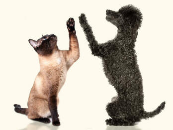 Siamese Cat and Toy Poodle Reveal Elbows