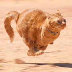 Cat At The Gallop