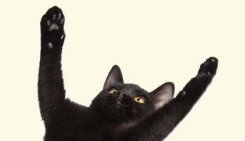 Black Cat Revealing Legs