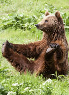 Brown Bear ursus arctos Plantar Pads R