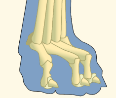 Canine Pelvic Phalanges