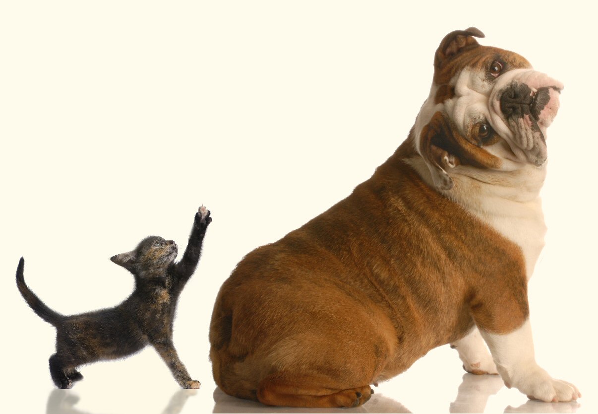 Cat Forepaw Reaches For Dog Hindquarters