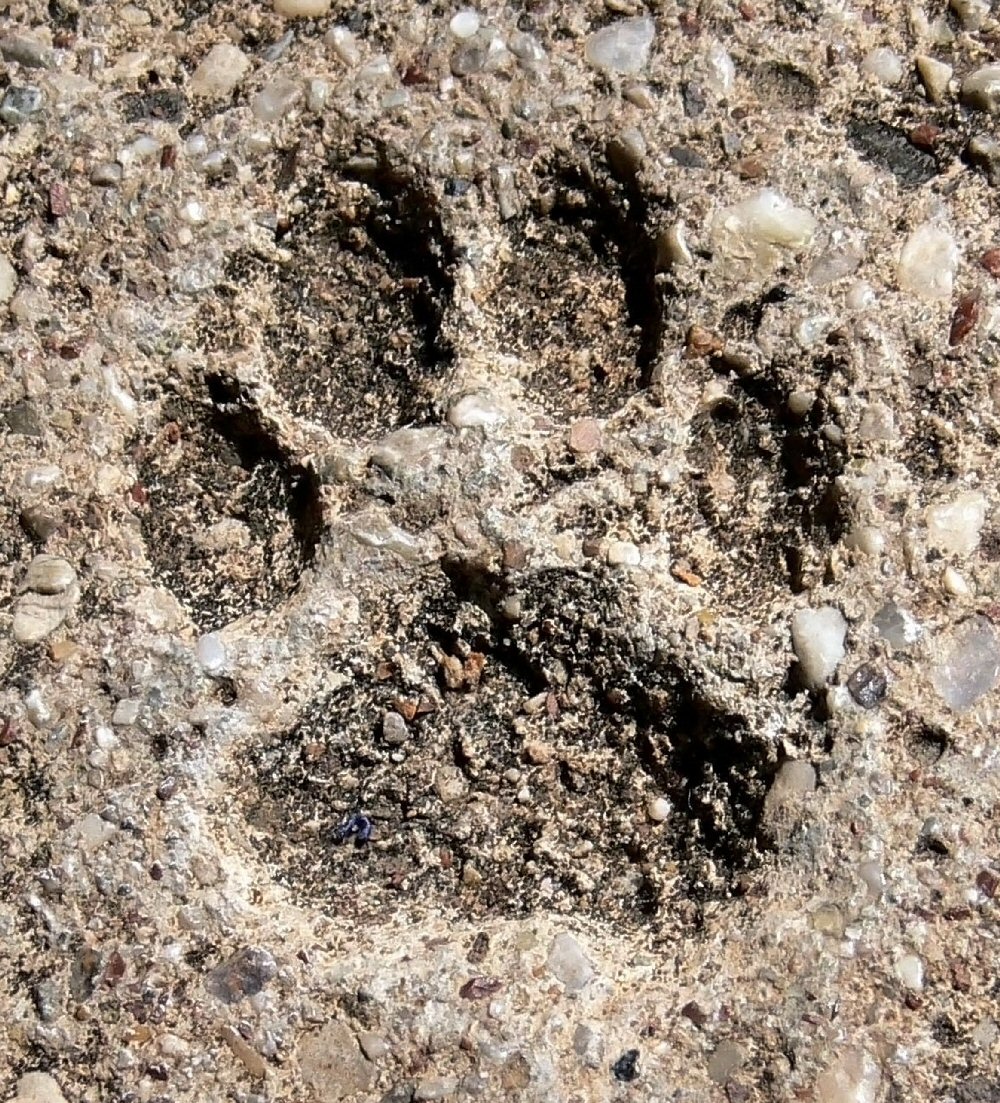 Cat Track In Stone