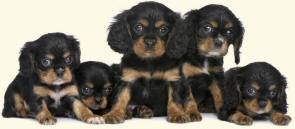 Cavalier King Charles Spaniel Puppies R