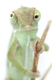 Chameleon Prehensile