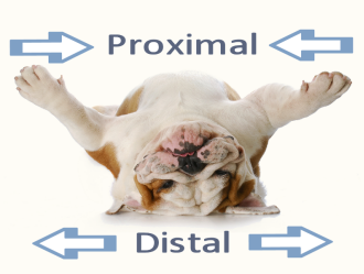 English Bulldog Proximodistal Axis
