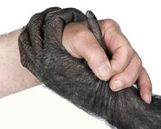 Human and Primate Prehensile Hands