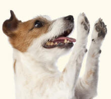 Jack Russell Revealing Paws