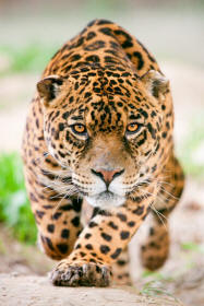 Jaguar Panthera onca Stalking