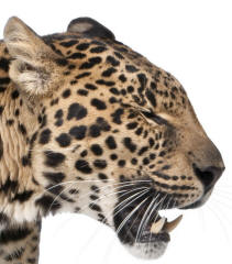 Leopard panthera pardus Head