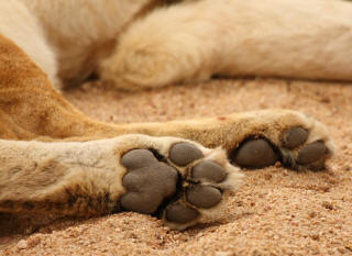 Lion Hind Paws