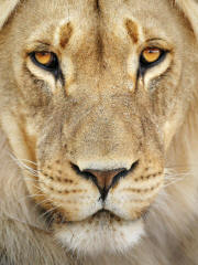 Lion panthera leo Head