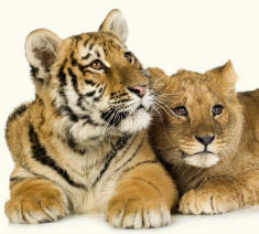 Lion panthera leo and Tiger panthera tigris Cubs