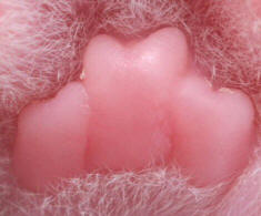 Newborn Kitten Paw Close-up Heel Pad