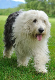 Old English Sheepdog Bobtail