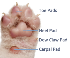 Pawpads of Puppy