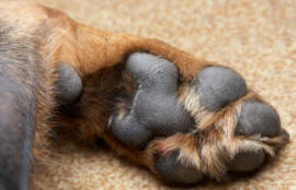 Palmar Aspect Rottweiler Paw