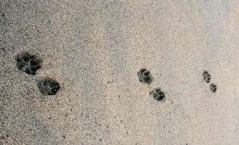 Parallel Dog Tracks in Sand Revealing Paws