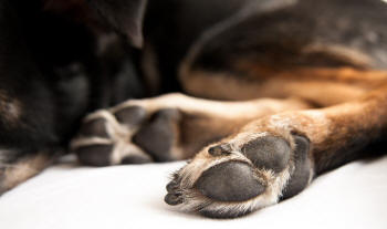 Paws of Hind Feet of Dog