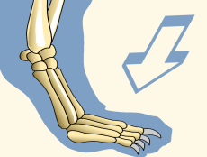 Illustration of Phalanges of Domestic Cat Forefoot By Revealing Paws