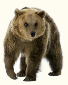 Plantigrade Brown Bear ursus arctos