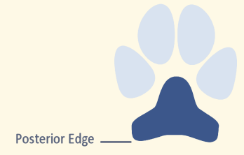 Posterior Edge of Track Revealing Paws