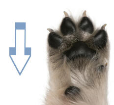 Dog Paw Illustrating Proximal Directon