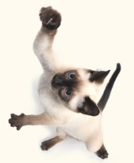 Siamese Cat with Points