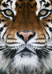 Tiger panthera tigris Head