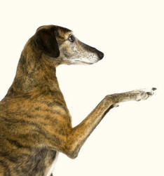 Whippet Holding Foot Flat Revealing Paw