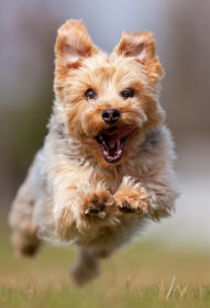 Yorkshire Terrier Galloping